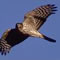 sharp shinned hawk