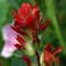 indian paintbrush