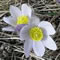 prairie crocus