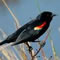 red winged blackbird