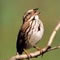 song sparrow