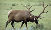 jasper wildlife